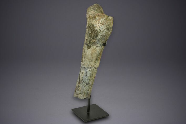 Fossil Sauropod (Camarasaurus) Ulna with Metal Stand - Colorado #350494